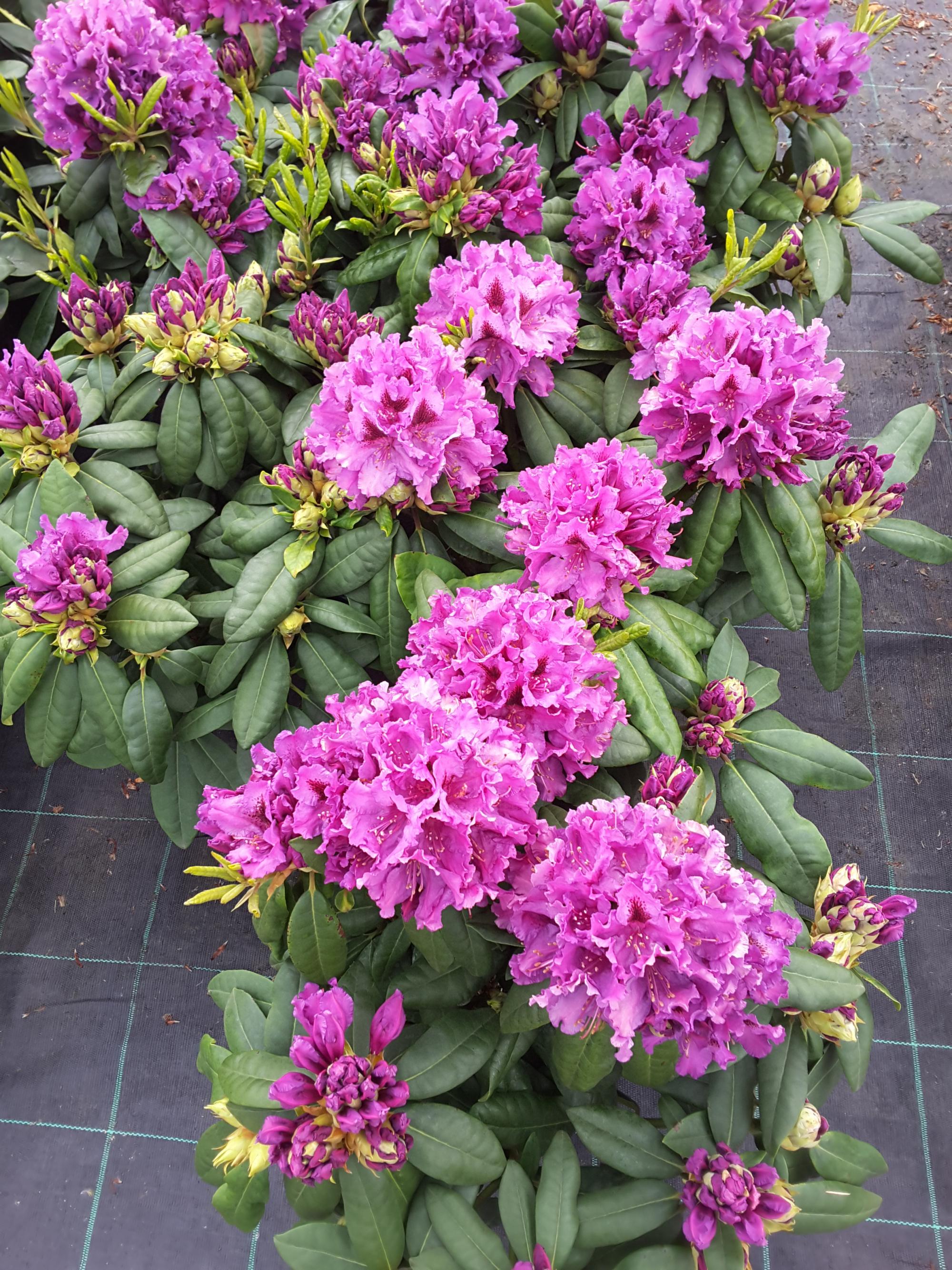 Rhododendrons en Azalea’s